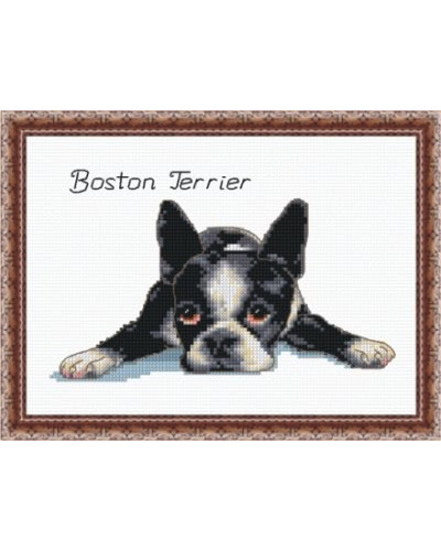 Schemat do haftu Boston Terrier