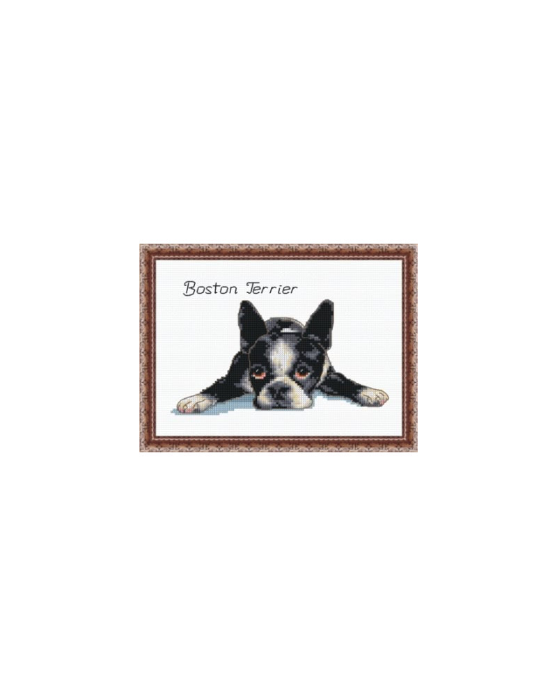 Schemat do haftu Boston Terrier