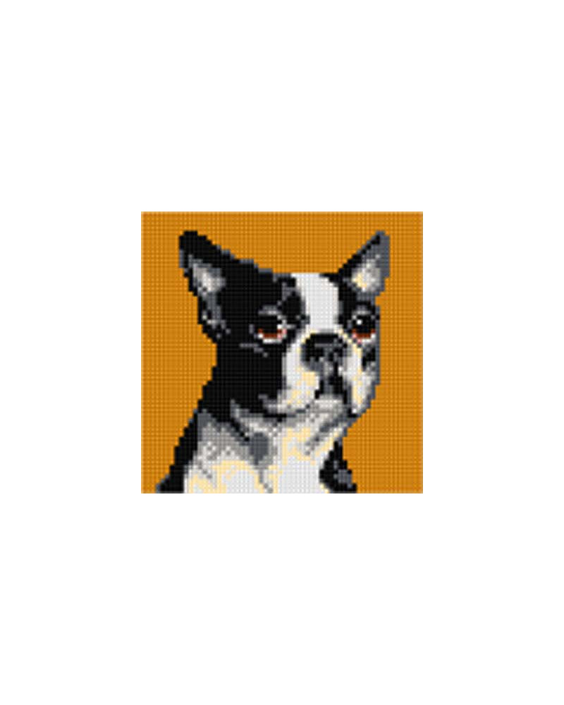 Kanwa z nadrukiem Boston Terrier