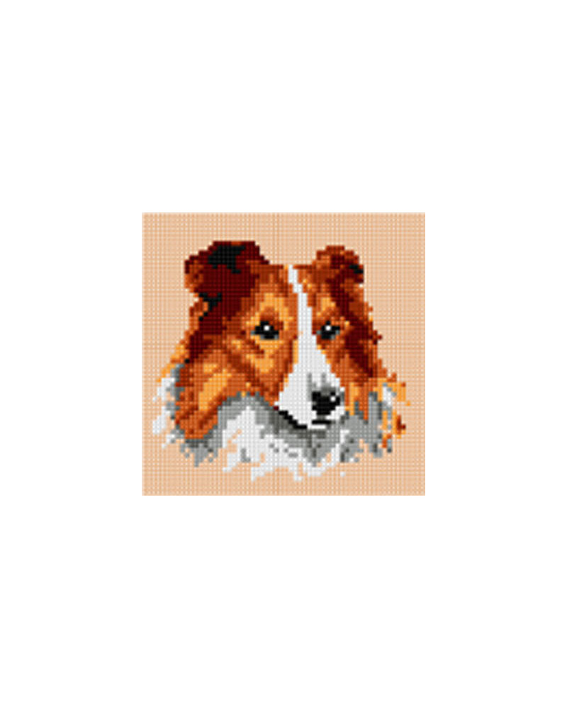 Schemat do haftu Owczarek Collie